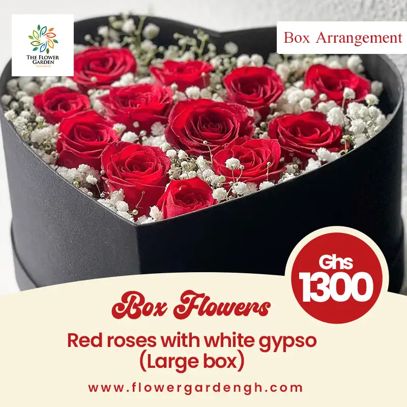 Boxed Red Roses with White Gypso  (L)